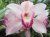 401_2011051503_Paradise_Orchids
